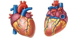 Kalp Kapak Hastalıkları Cerrahisi